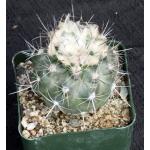 Copiapoa humilis (Brazil) 4-inch pots