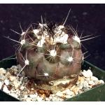 Copiapoa humilis 4-inch pots