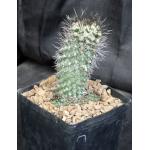 Copiapoa humilis 1-gallon pots