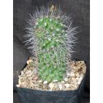 Copiapoa humilis one-gallon pots