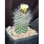 Copiapoa humilis one-gallon pots