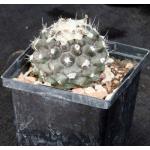 Copiapoa humilis var. esmeraldana 5-inch pots