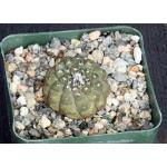 Copiapoa hypogaea ssp. barquitensis 4-inch pots