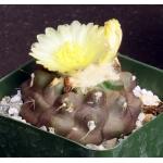 Copiapoa hypogaea ssp. barquitensis 4-inch pots