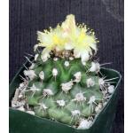 Copiapoa hypogaea ssp. barquitensis 4-inch pots