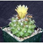 Copiapoa paposoensis 4-inch pots