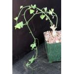Corallocarpus bainesii 4-inch pots