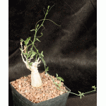 Corallocarpus welwitschii one-gallon pots