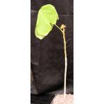 Cordia myxa one-gallon pots