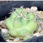 Coryphantha pycnacantha var. andreae 2-inch pots