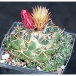 Coryphantha pycnacantha var. andreae 5-inch pots