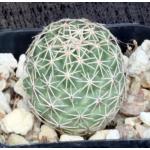 Coryphantha sulcata 2-inch pots