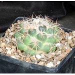 Coryphantha pycnacantha var. andreae one-gallon pots