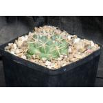 Coryphantha pycnacantha var. andreae one-gallon pots