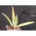 Cotyledon orbiculata var. dactylopsis 2-inch pots