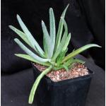 Cotyledon orbiculata var. dactylopsis one-gallon pots