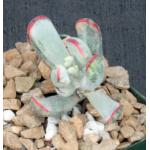 Cotyledon orbiculata var. dactylopsis (variegate) 4-inch pots
