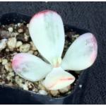 Cotyledon orbiculata (variegate) 2-inch pots
