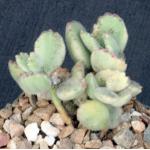 Cotyledon tomentosa ssp. ladismithensis (variegate) 4-inch pots