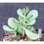 Cotyledon woodii 4-inch pots