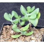 Cotyledon woodii 5-inch pots