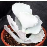 Cotyledon orbiculata fm undulata 4-inch pots