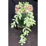 Cotyledon pendens 4-inch pots