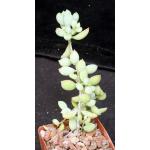 Cotyledon pendens 3-inch pots