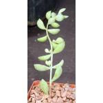 Cotyledon pendens 3-inch pots