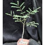 Covillea racemosa 4-inch pots