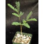 Covillea racemose 4-inch pots