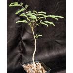 Covillea racemosa one-gallon pots