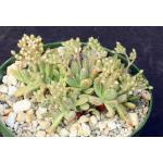 Crassula ausensis ssp. titanopsis 4-inch pots