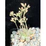 Crassula ausensis ssp. titanopsis 2-inch pots