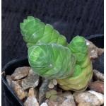 Crassula columella 2-inch pots