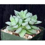 This cultivar from the genus Crassula forms a beautiful compact 