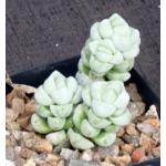 Crassula deceptor 4-inch pots