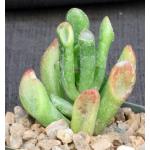Crassula ovata cv Gollum 4-inch pots