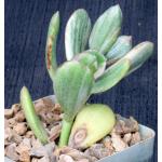 Crassula ovata cv Variegated Jade 4-inch pots