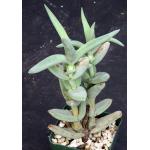 Crassula perfoliata 4-inch pots
