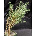 Crassula sarcocaulis ssp. sarcocaulis 4-inch pots
