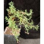Crassula sarcocaulis ssp. sarcocaulis 5-inch pots