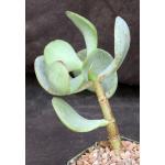 Crassula ovata cv Silver Dollar Jade 5-inch pots