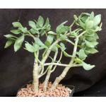 Crassula arborescens var. undulatifolia one-gallon pots