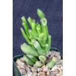 Crassula ovata cv Gollum 4-inch pots