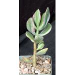 Crassula ovata cv Variegated Jade 4-inch pots