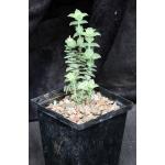 Crassula perforata (variegated) 5-inch pots