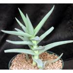 Crassula perfoliata 8-inch pots
