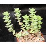 Crassula perforata 4-inch pots