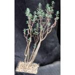 Crassula sarcocaulis ssp. sarcocaulis 5-inch pots